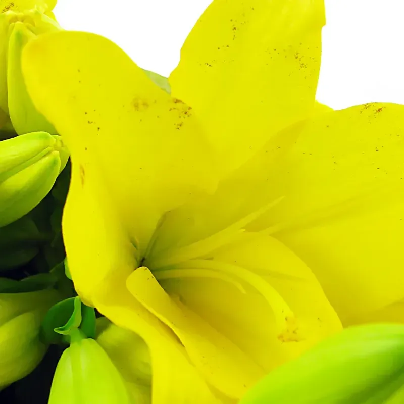 Букет Робкий взгляд