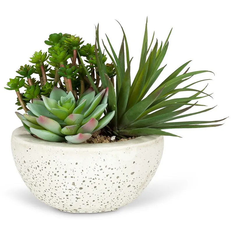 Суккуленты горшечные